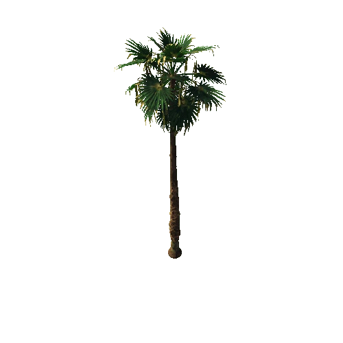 palmTree_Tall_PF 1